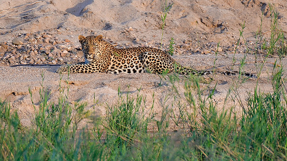 Leopard