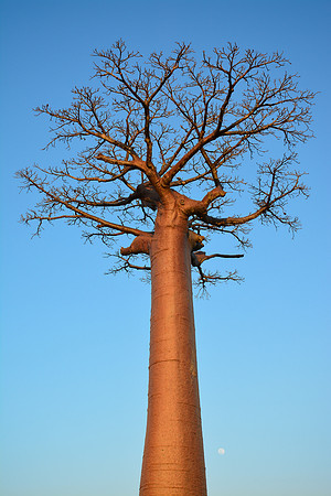 Avenue of the Baobabs