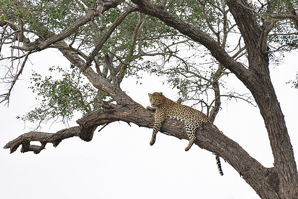 Leopard