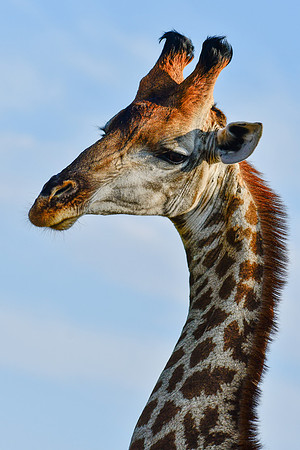 Giraffe