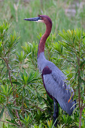 Goliath heron (the world's largest heron)