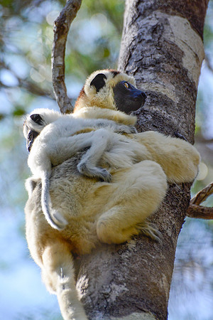 Mother and baby Verreaux's sifakas (Propithecus verreauxi), Kirindy Reserve
