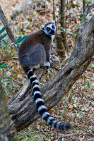Ring-tailed lemur (Lemur catta) near the entrance to the Canyon of Rats, Isalo National Park