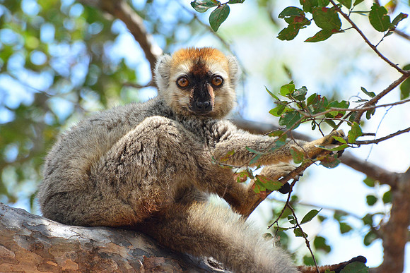 Red-fronted lemur (Eulemur rufus), Kirindy Reserve
