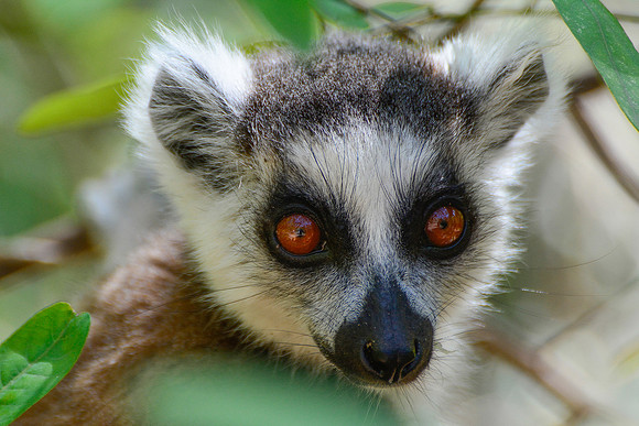 Ring-tailed lemur (Lemur catta) in Namaza Canyon, Isalo National Park