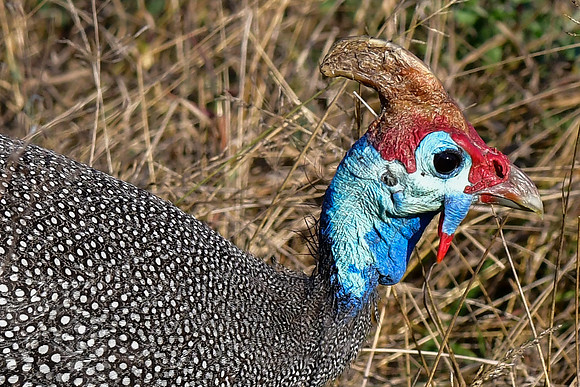 Helmeted guineafowl