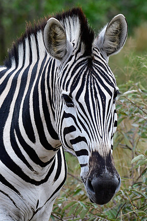 Burchell's zebra