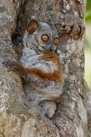 Randrianasolo's sportive lemur (Lepilemur randrianasoloi), Tsingy de Bemaraha National Park