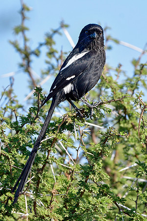 Magpie shrike