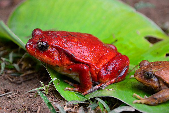 Tomato frog (Dyscophus antongilii), Peyriéras Reserve