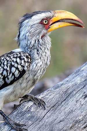 Southern yellow-billed hornbill