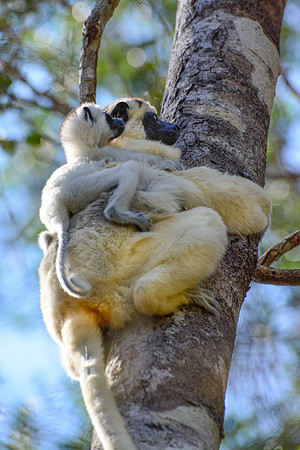 Mother and baby Verreaux's sifakas (Propithecus verreauxi), Kirindy Reserve