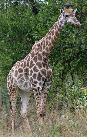 Giraffe