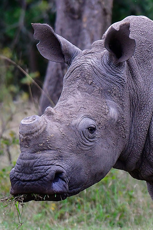 White rhinoceros