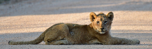 Lion cub