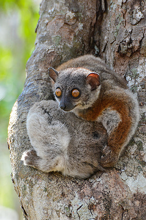Randrianasolo's sportive lemur (Lepilemur randrianasoloi), Tsingy de Bemaraha National Park