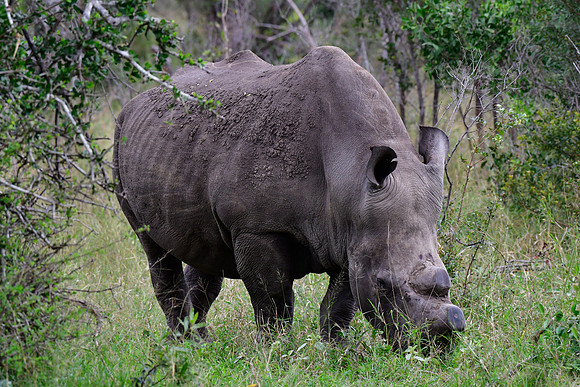 White rhinoceros
