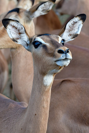 Impala (female)