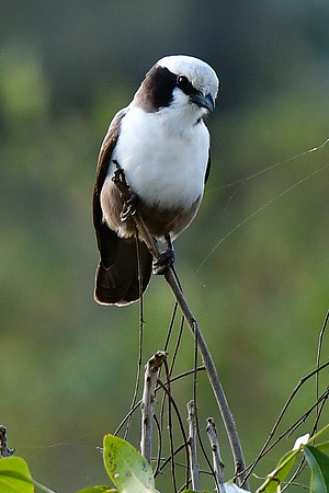 Southern white-crowned shrike