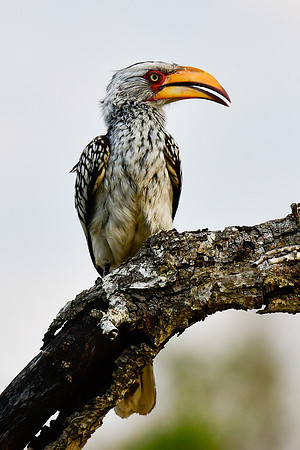 Southern yellow-billed hornbill
