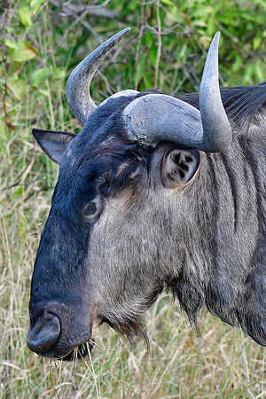Blue wildebeest