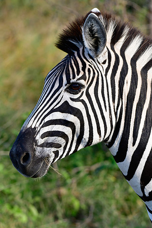 Burchell's zebra