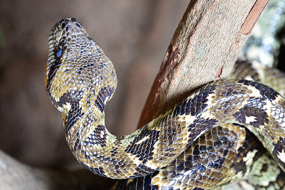 Malagasy ground boa (Acrantophis madagascariensis), Peyriéras Reserve