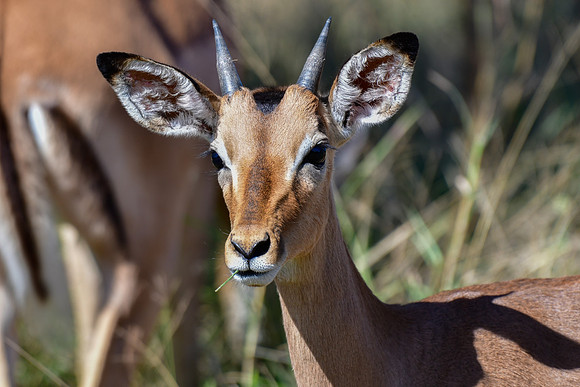 Impala (young male)