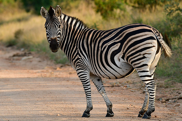 Burchell's zebra