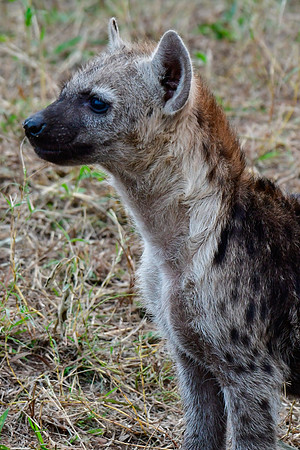 Spotted hyena cub