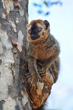 Red-fronted lemur (Eulemur rufus), Kirindy Reserve