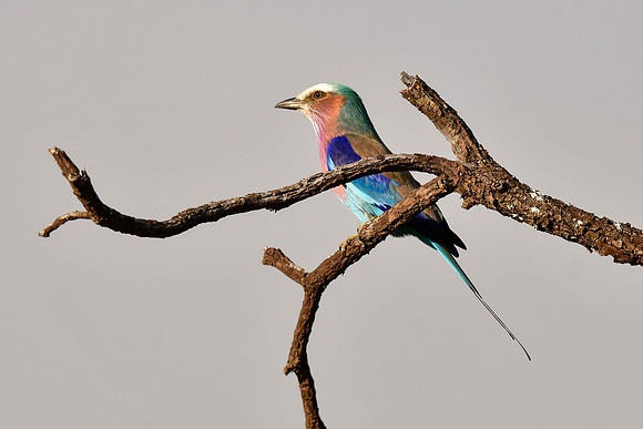Lilac-breasted roller