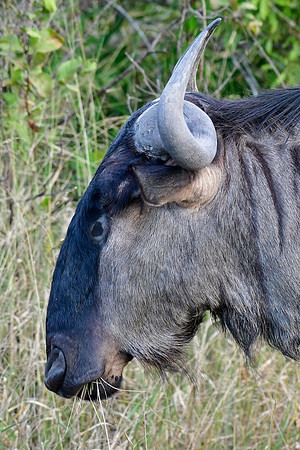 Blue wildebeest
