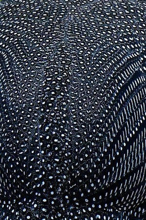 Helmeted guineafowl feather pattern