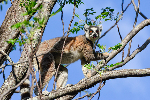 Ring-tailed lemur (Lemur catta) near the entrance to the Canyon of Rats, Isalo National Park