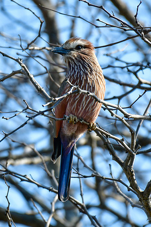 Purple roller