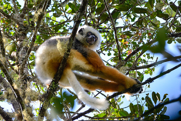 Diademed sifaka (Propithecus diadema), Andasibe-Mantadia National Park