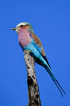 Lilac-breasted roller