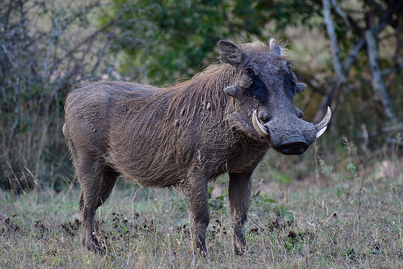 Warthog