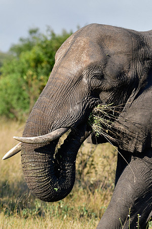 Elephant