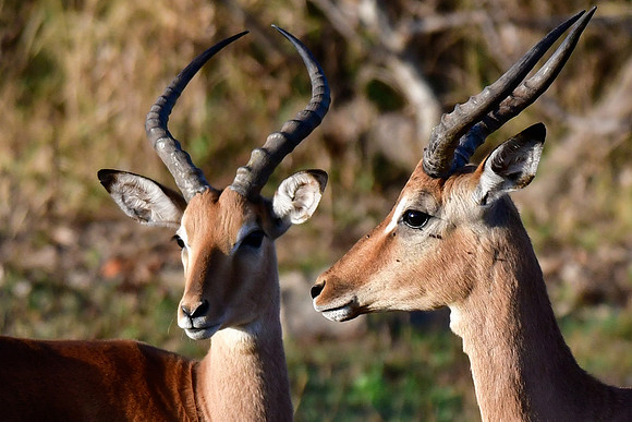 Male impalas