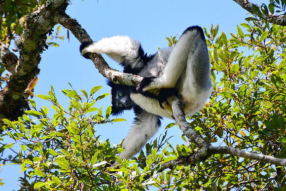 Indri (Indri indri) Andasibe-Mantadia National Park