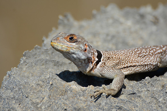 Collared iguana (Oplurus cuvieri), Tsingy de Bemaraha National Park