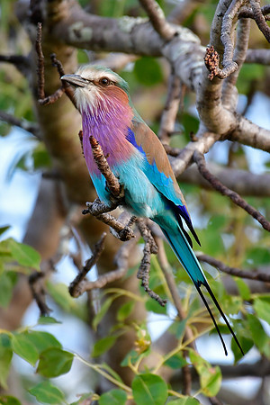 Lilac-breasted roller