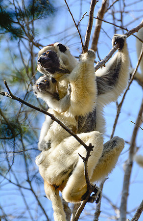 Mother and baby Verreaux's sifakas (Propithecus verreauxi), Kirindy Reserve