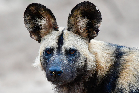 African wild dog