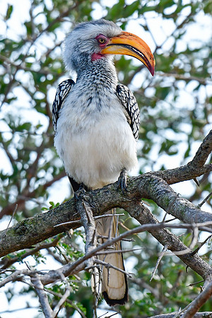 Southern yellow-billed hornbill