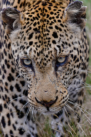 Leopard