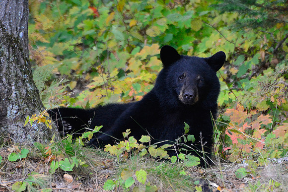 Black bear on Freeland Lake