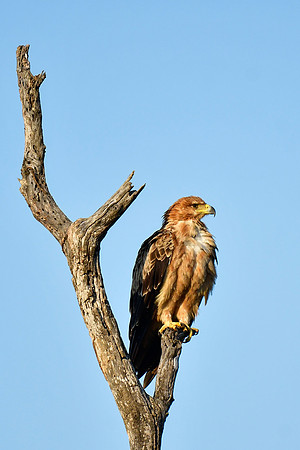 Lesser spotted eagle